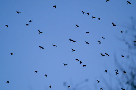 A bulk of crows fly formations above us at evening in jena