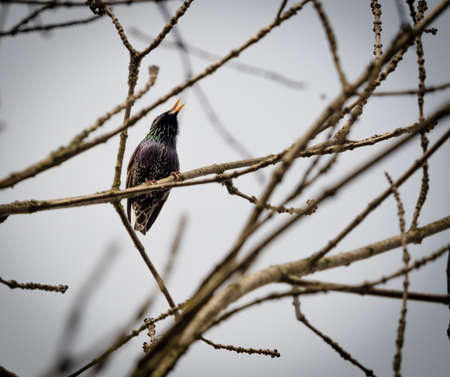 A star bird sits on a tree at a park in Jenaの写真素材