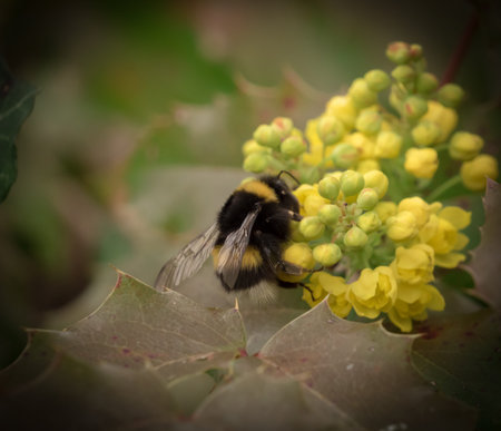 A bumblebee doing her business in Jena