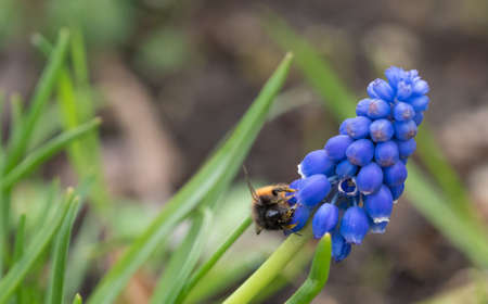 A bumblebee doing her business in Jena at a grape hyacinthの写真素材