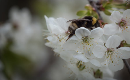 A bumblebee doing her work at spring in jena thuringia