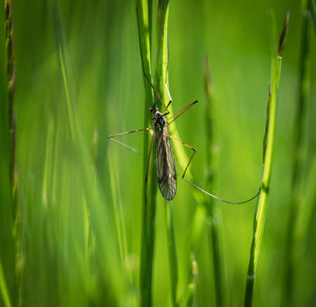 A nasty mosquito closeup at spring in saarlandの写真素材