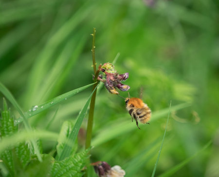 A cute bumblebee closeup in fly towards a flower at spring in saarland