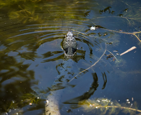 A grass snake into water at spring in saarland, top view