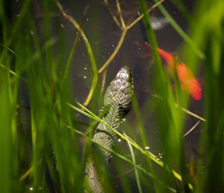 A grass snake into water at spring in saarland, top view