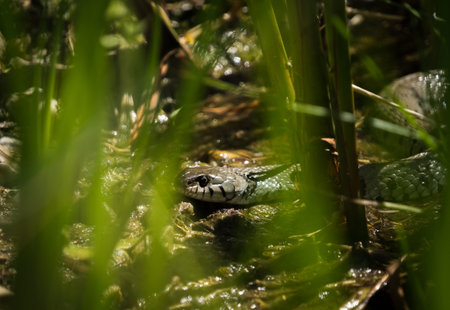 Watching a grass snake through gras at spring in saarland