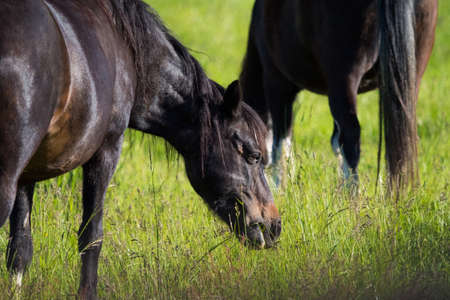A horse graze on a meadow at spring in saarlandの写真素材