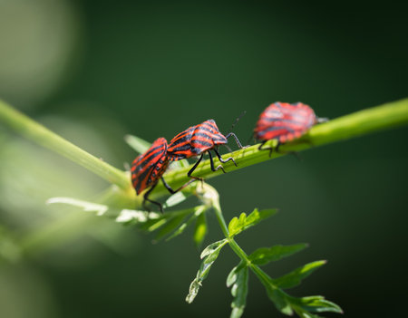 european strip bug closeup in saarland at springの写真素材