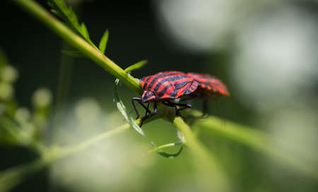 european strip bug closeup in saarland at springの写真素材