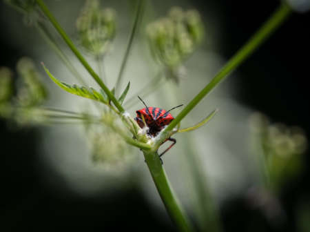 european strip bug closeup in saarland at springの写真素材