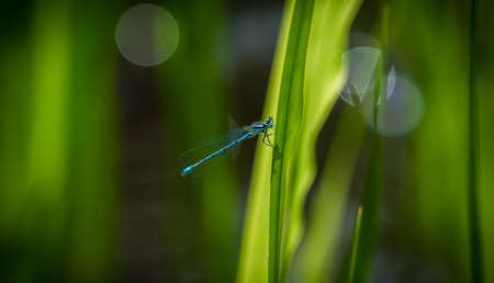 horseshoe azure maiden dragonfly closeup at spring in saarlandの写真素材