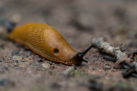A land snail closeup into the wood in saarland, copy space
