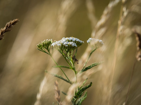 A common yarrow flower closeup in the middle of a wheat field, copy space