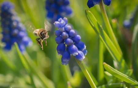 bee flying insects wildlife closeup grape hyaninth ecology environment sustainability naturalreserve jena backgroundの写真素材