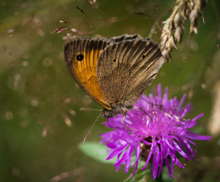 A big ox eye butterfly closeup at summer on a flower in summer, copy space