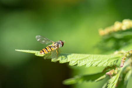 A grove hover fly closeup at summer in saarlandの写真素材