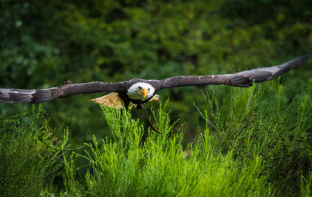 A bald eagle closeup while flying in a falcrony in saarburg, copy space