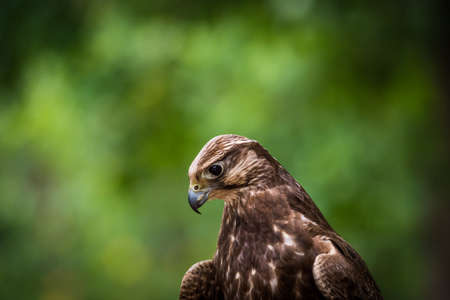 A lugger falcon closeup in a falcrony in saarburg, copy spaceの写真素材