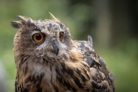A european uhu closup at a falcrony in saarburgの写真素材