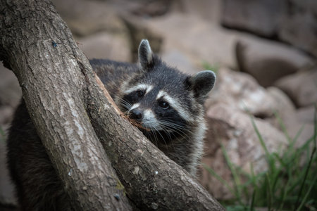 A racoon closeup in a zoo in saarburg, copy space