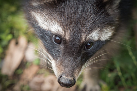 A racoon closeup in a zoo in saarburg, copy space