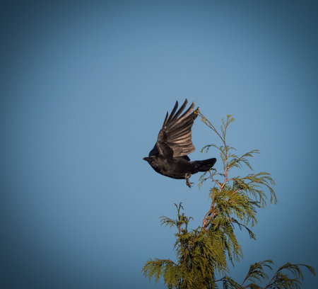 A crow on a tree in jena at a cemetery at summer, copy spaceの写真素材