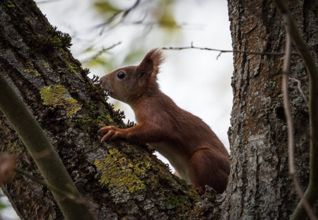 squirrel jena animal mammal fauna autumn ecology environment copyspace