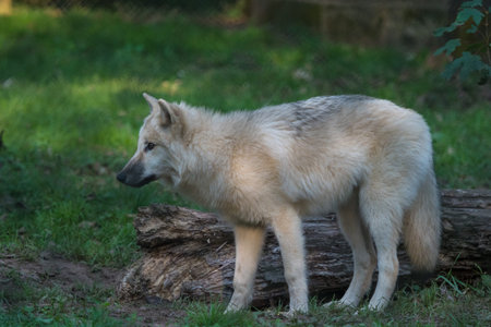 mongolian wolf mammal fauna animal saarland summer natural reserve
