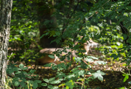 mongolian wolf mammal fauna animal saarland summer natural reserve