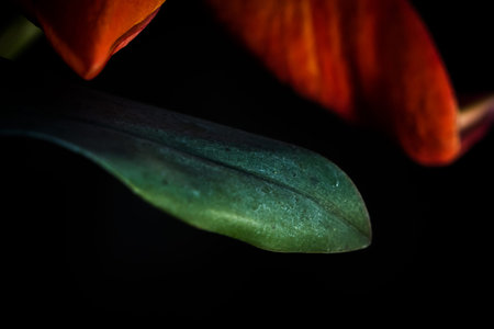 A creative flower closeup in Jena, copy space