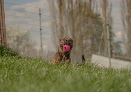 Playing with a american staffordshire terrier ruede in Jenaの写真素材