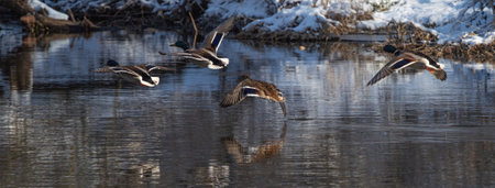 Flying ducks in Jena over saale river at januaryの写真素材