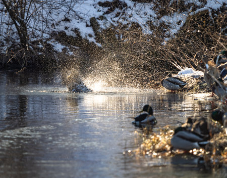 Mallard ducks in action in Jena at saale river in Januaryの写真素材