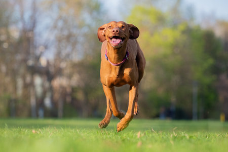 A ungarian magyar vizsla dog in motion isolated closeup in jenaの写真素材