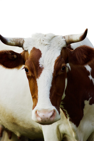 Funny cow isolated on a white backgroundの写真素材