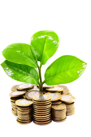 sprout plant sprouting from coins, new lifeの写真素材