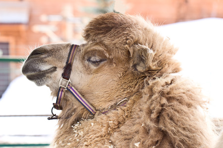 Camel head with reins, close-upの写真素材