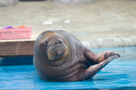 Fat and heavy sea mammal Walrus in zooの写真素材