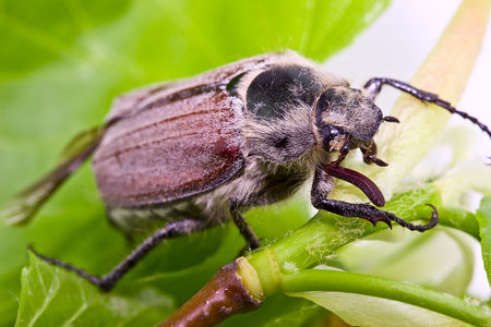 Chafer crawling on a branch