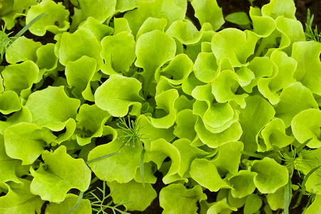 Green leaf lettuce on a bedの写真素材