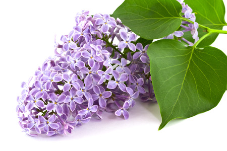 Lilac branch with green leavesの写真素材