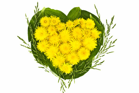 Heart of dandelions on background of green leavesの写真素材