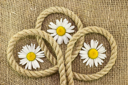 Three daisies on burlap with ropeの写真素材