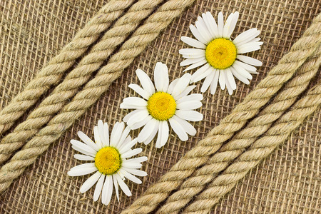 Three daisies on sackingの写真素材