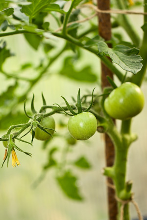 Green tomatoes ripen in the gardenの写真素材