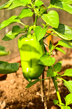 Growing pepper on the bed top view close-upの写真素材