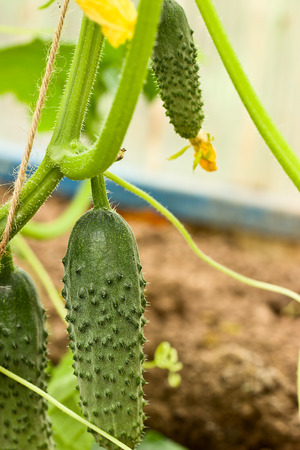 Cucumbers growing in film greenhouses. The rapid growth in summerの写真素材