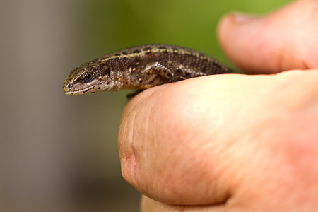 Young  lizard in human handの写真素材