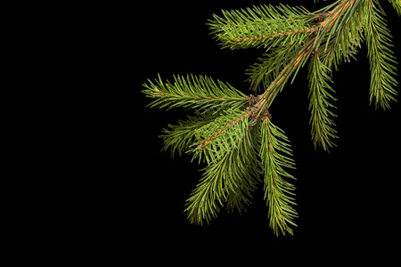Fluffy fir branch on a black backgroundの写真素材
