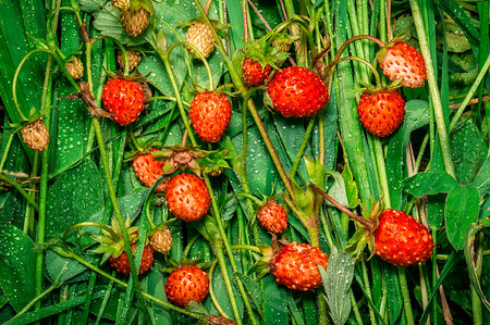 Wild strawberry with water drops. Can be used as backgroundの写真素材